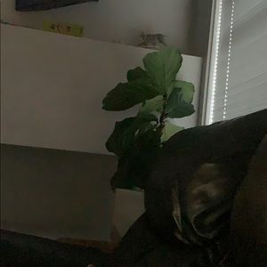 Meet your Posher, Chelsea